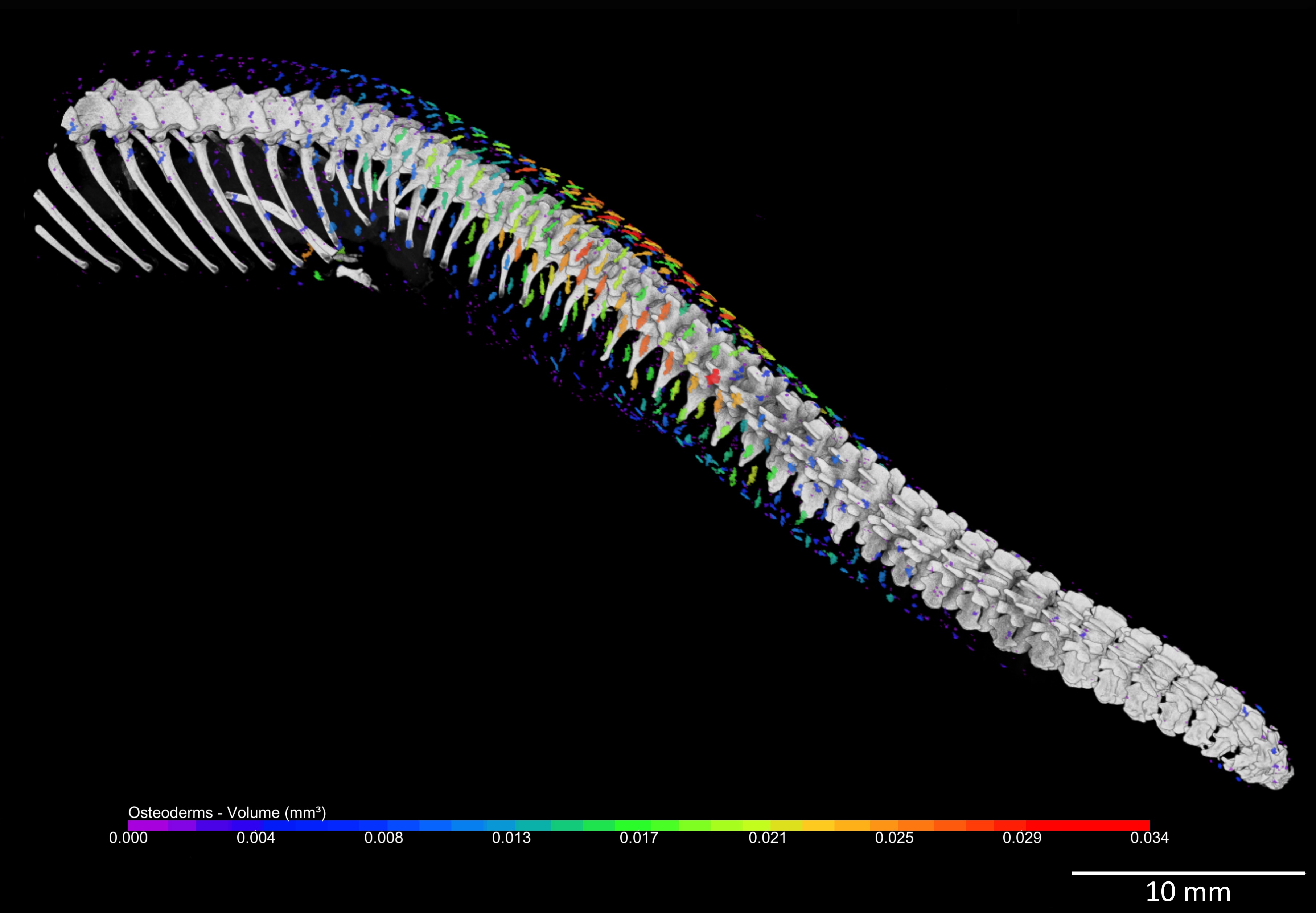 Fyzikové a přírodovědci objevili s pomocí mikrotomografie „brnění“ u hadů